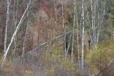 View of a forest in Denmark north form copenhagen Stock Photos