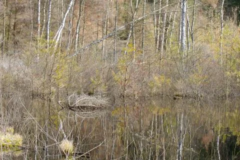 View of a forest in Denmark north form copenhagen Foto stock