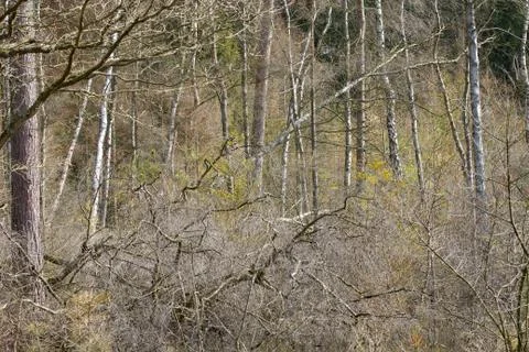 View of a forest in Denmark north form copenhagen Stock Photos