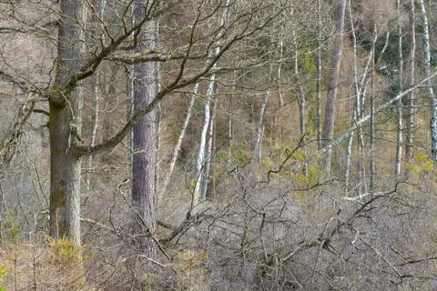 View of a forest in Denmark north form copenhagen Stock Photos