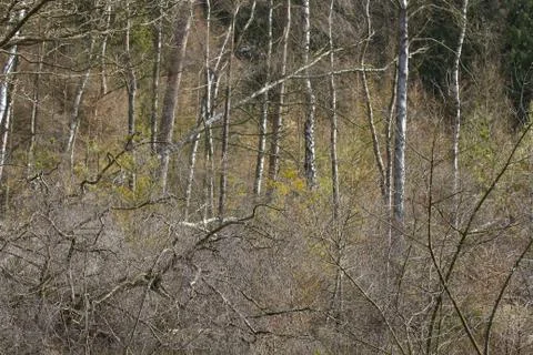 View of a forest in Denmark north form copenhagen Stock Photos