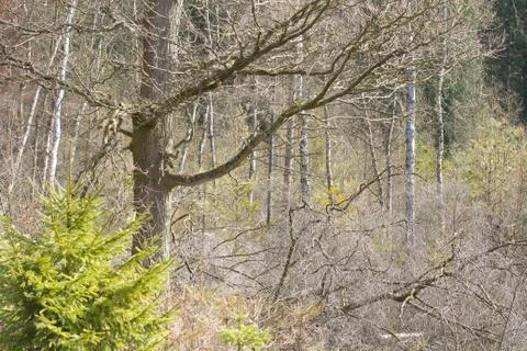 View of a forest in Denmark north form copenhagen Stock Photos