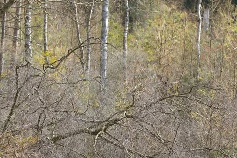 View of a forest in Denmark north form copenhagen Stock Photos