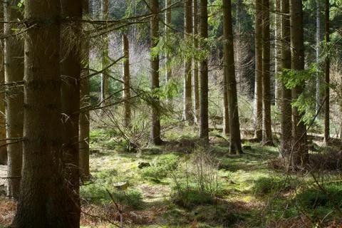 View of a forest in Denmark north form copenhagen Stock Photos