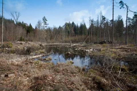 View of a forest in Denmark north form copenhagen Foto stock