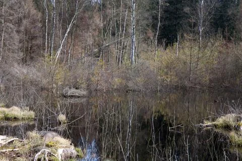 View of a forest in Denmark north form copenhagen Stock Photos