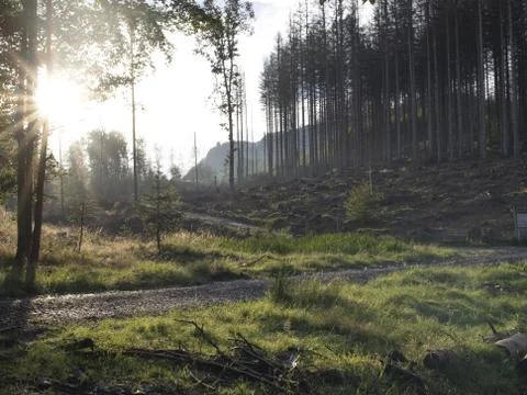 View of a forest destroyed by a bark beetle in a national park Stock Photos