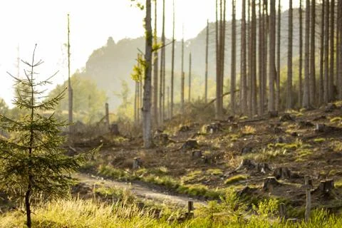 View of a forest destroyed by a bark beetle Stock Photos