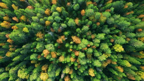 View of the forest from a drone. Flying over the taiga. Stock Footage 163546805