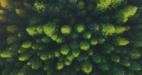View of the forest from the drone. Top view of the trees on a spring evening. Stock Footage 188088162