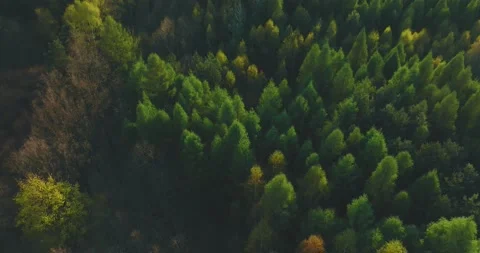 View of the forest from the drone. Top view of the trees on a spring evening. Video stock 188088296