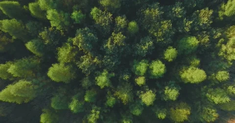 View of the forest from the drone. Top view of the trees on a spring evening. Video stock 188088936