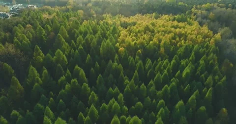 View of the forest from the drone. Top view of the trees on a spring evening. Stock Footage 189845786