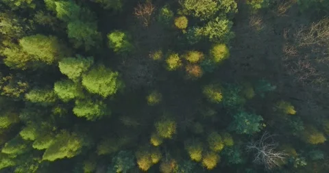 View of the forest from the drone. Top view of the trees on a spring evening. Stock Footage 189846822