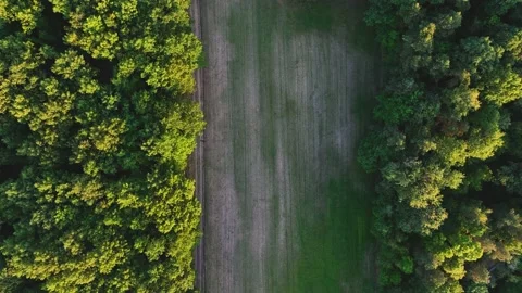 View of the forest from the drone. Top view of the trees on a spring evening. Stock Footage 197127544