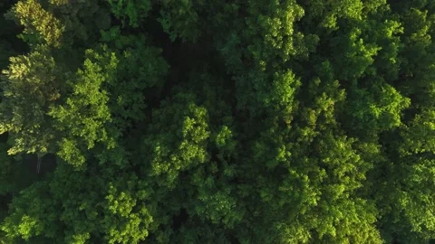 View of the forest from the drone. Top view of the trees on a spring evening. Stock Footage 197128184
