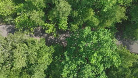 View of the forest from the drone. Top view of the trees on a spring evening. Stock Footage 197130100