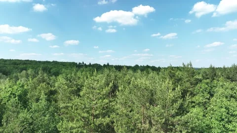 View of the forest from the drone. Top view of the trees on a spring evening. Stock Footage 197130502