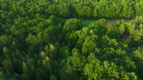 View of the forest from the drone. Top view of the trees on a spring evening. Video stock 197340937