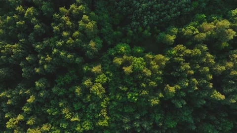 View of the forest from the drone. Top view of the trees on a spring evening. Stock Footage 197578605