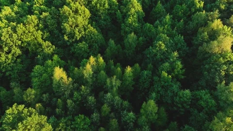 View of the forest from the drone. Top view of the trees on a spring evening. Stock Footage 198040400