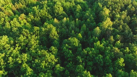 View of the forest from the drone. Top view of the trees on a spring evening. Stock Footage 198394763
