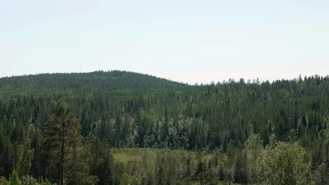 View of forest from edge of a cliff (4K) Stock Footage 97462210