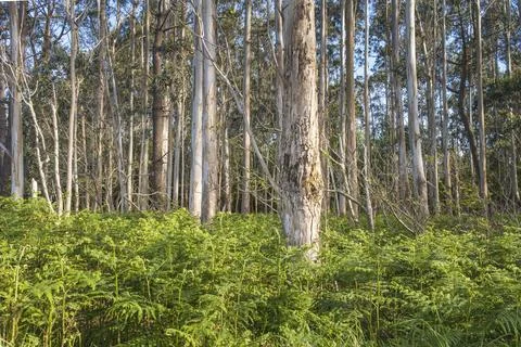 View of a forest with eucalyptus plantation. Stock Photos