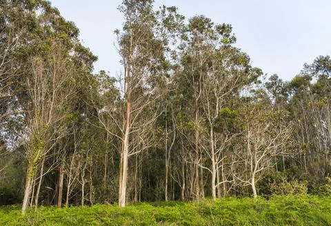 View of a forest with eucalyptus plantation. Stock Photos