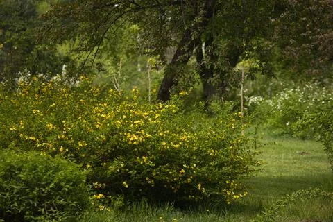 View in the forest everything is green, grass, trees Stock Photos