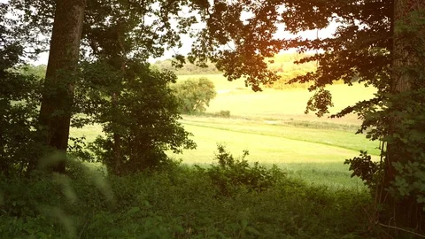View from a forest to a field Stock Footage 85362247