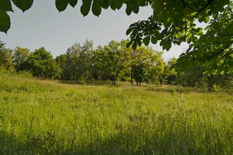 View from forest with field Stock Photos