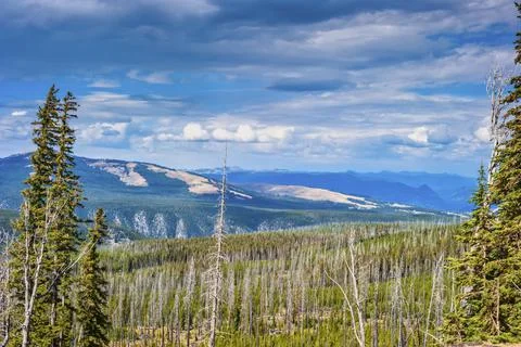 View of forest fire damage and recovery from roadside stop in Yellowstone Stock Photos