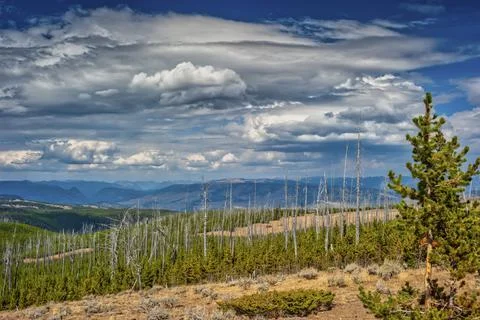 View of forest fire damage and recovery from roadside stop in Yellowstone Stock Photos