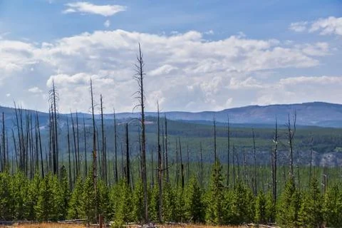 View of forest fire damage and recovery from roadside stop in Yellowstone Stock Photos