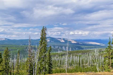 View of forest fire damage and recovery from roadside stop in Yellowstone Stock Photos