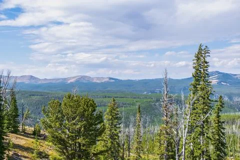View of forest fire damage and recovery from roadside stop in Yellowstone 写真素材