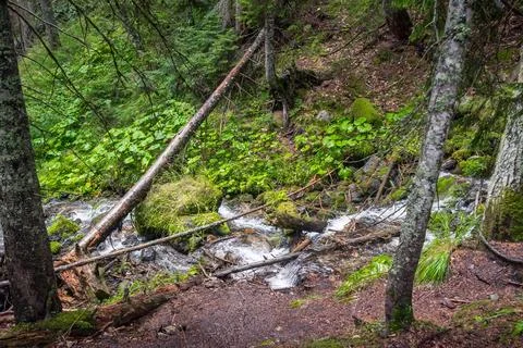 View on forest with flowing mountain river, Caucasus, Dombai, Russia Stock Photos