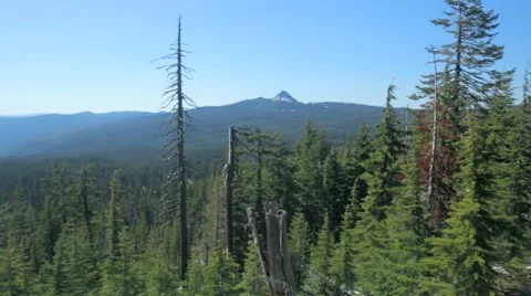 View of forest Stock Footage 49099486