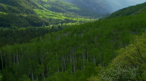 View of forest Stock Footage 57814237