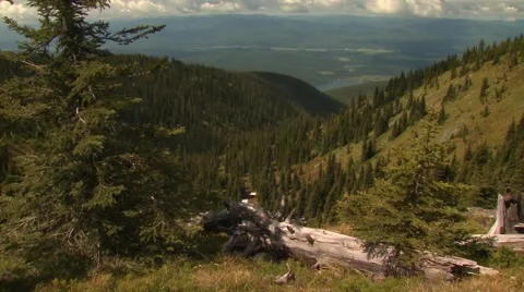 View of forest Stock Footage 61085051