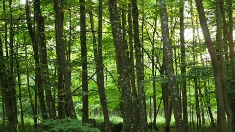 View on a forest Video stock 85362274
