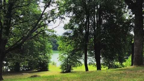 View on a forest Stock Footage 91240045