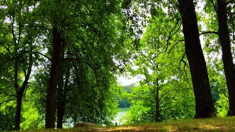 View on a forest Stock Footage 91240104