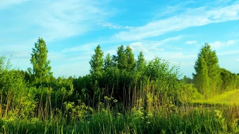 View on a forest Stock Footage 91240303