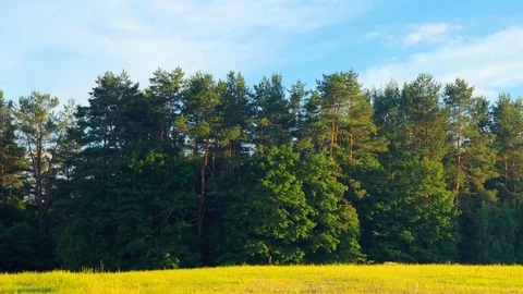 View on a forest Stock Footage 91240413