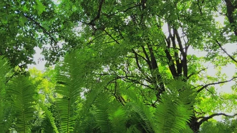 View on a forest Stock Footage 91240415