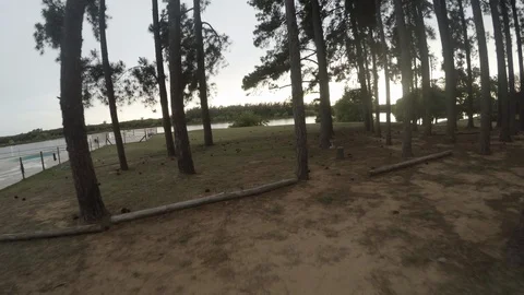 View of forest Stock Footage 94566976