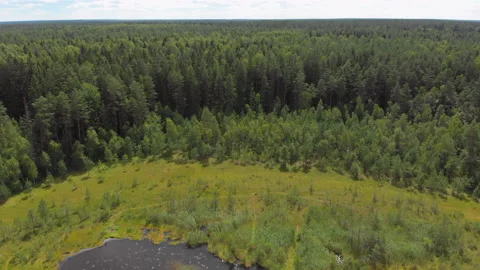 View of the forest Stock Footage 135523356