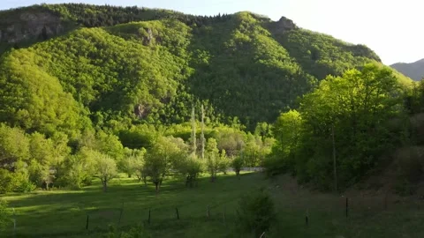 View from the forest Stock-Footage 156431553